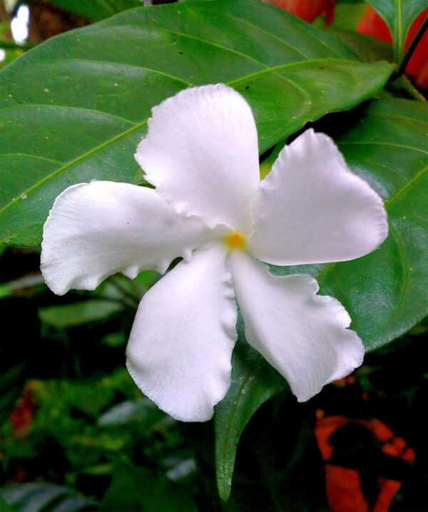 Tabernaemontana divaricata - Pinwheel Flower, Crape Jasmine, East India Rosebay, Nero's Crown - Image 4