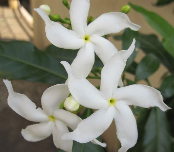 Tabernaemontana divaricata - Pinwheel Flower, Crape Jasmine, East India Rosebay, Nero's Crown - Image 5
