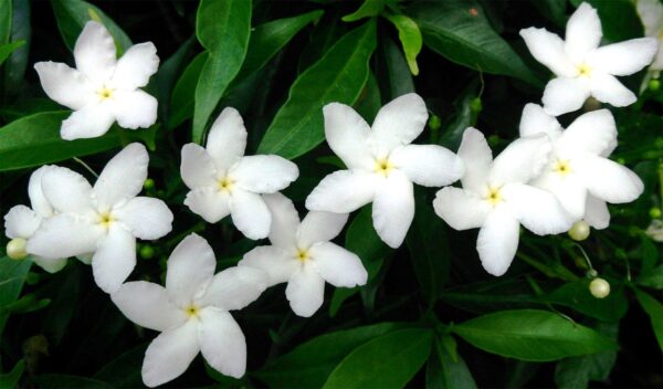 Tabernaemontana divaricata - Pinwheel Flower, Crape Jasmine, East India Rosebay, Nero's Crown - Image 6