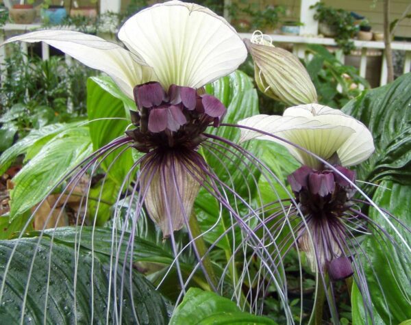 Tacca nivea - White Bat Flower, Bat Head Lily - Image 7