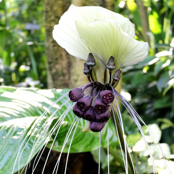 Tacca nivea - White Bat Flower, Bat Head Lily - Image 8