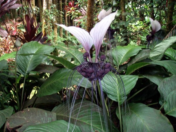 Tacca nivea - White Bat Flower, Bat Head Lily - Image 9