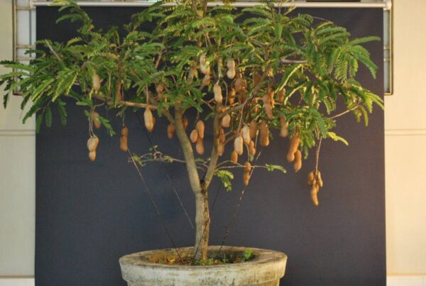 Tamarindus indica - Tamarind