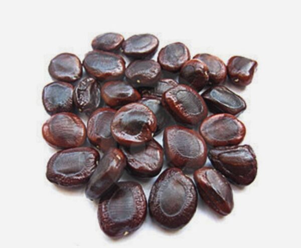 Tamarindus indica - Tamarind - Image 6