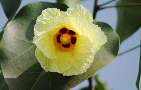 Thespesia populnea / Hibiscus populneus / Thespesia macrophylla - Portia Tree, Pacific Rosewood, Indian Tulip Tree, Milo - Image 3