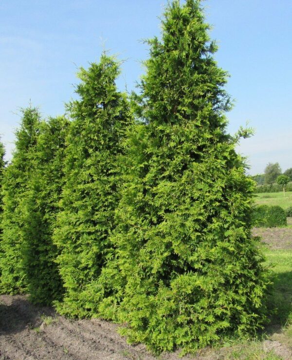 Thuja plicata - Western Red Cedar - Image 3