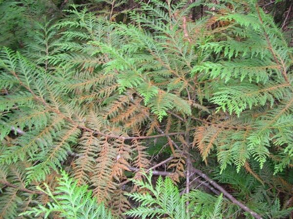 Thuja plicata - Western Red Cedar - Image 6
