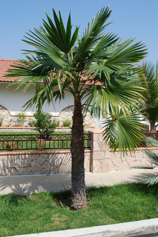 Trachycarpus latisectus - Windamere Palm