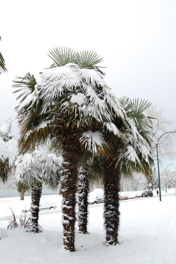 Trachycarpus latisectus - Windamere Palm - Image 2