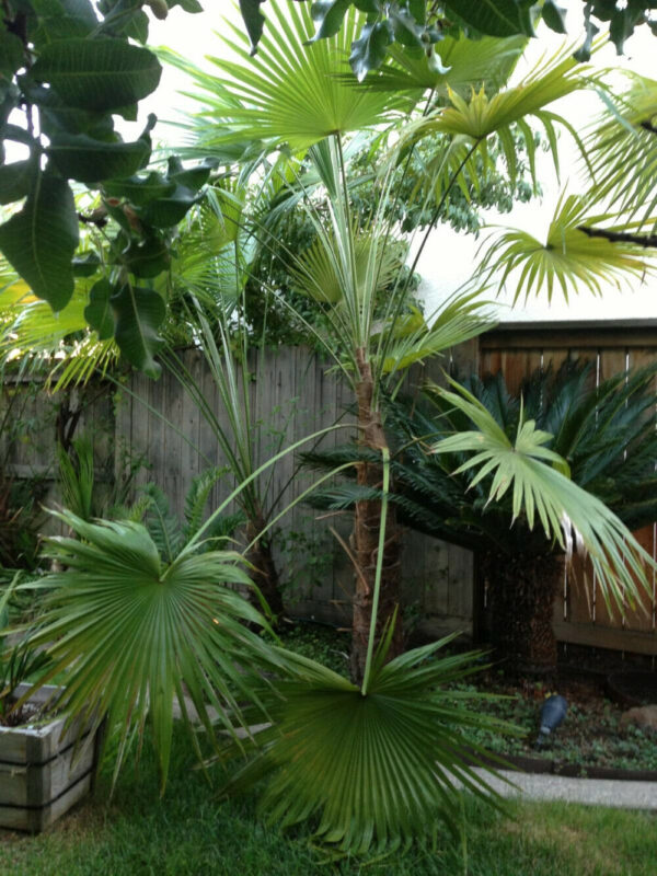 Trachycarpus latisectus - Windamere Palm - Image 5