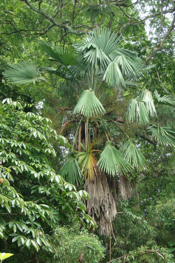 Trachycarpus latisectus - Windamere Palm - Image 7