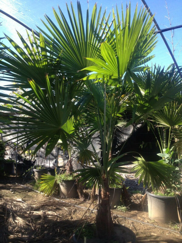 Trachycarpus latisectus - Windamere Palm - Image 9