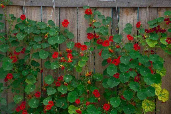 Tropaeolum majus Single Red - - Image 10