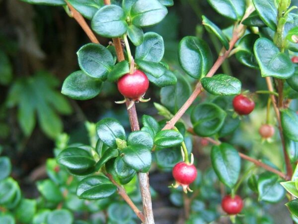 Ugni molinae - Murta, Murtilla, Chilean Guava, Strawberry Myrtle, Ugniberry, Tazziberry, Chilean Cranberry, Goiaba Chilena - Image 5
