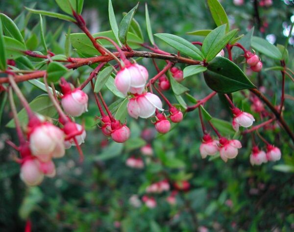 Ugni molinae - Murta, Murtilla, Chilean Guava, Strawberry Myrtle, Ugniberry, Tazziberry, Chilean Cranberry, Goiaba Chilena - Image 6
