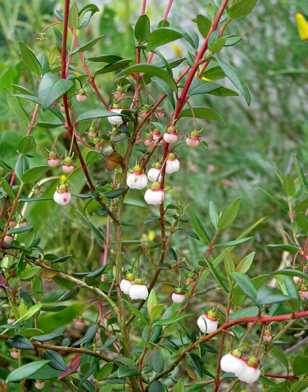 Ugni molinae - Murta, Murtilla, Chilean Guava, Strawberry Myrtle, Ugniberry, Tazziberry, Chilean Cranberry, Goiaba Chilena - Image 9