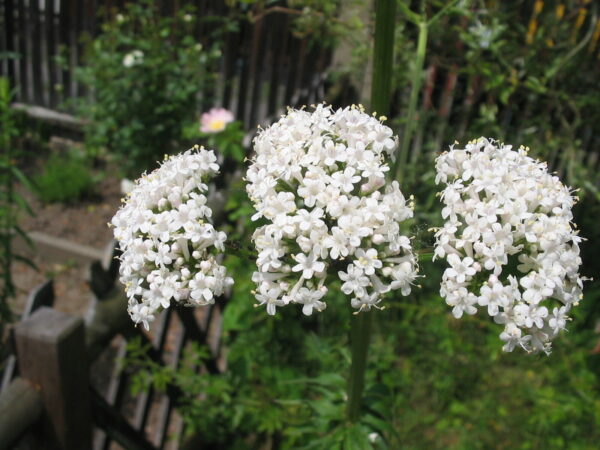 Valeriana officinalis - Saint jorge herb, valerian