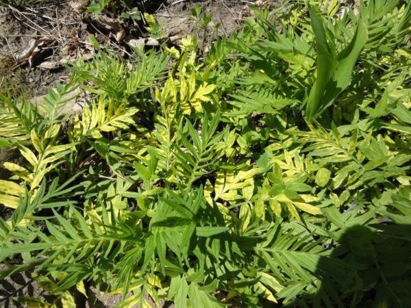 Valeriana officinalis - Saint jorge herb, valerian - Image 3