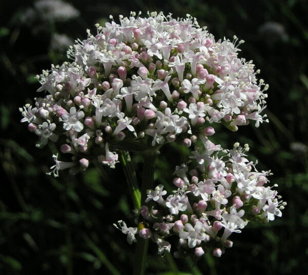 Valeriana officinalis - Saint jorge herb, valerian - Image 5