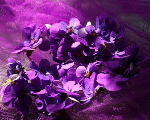 Viola odorata - Wood Violet, Sweet Violet, The Czar, English Violet, Common Violet, Florist'S Violet, Garden Violet