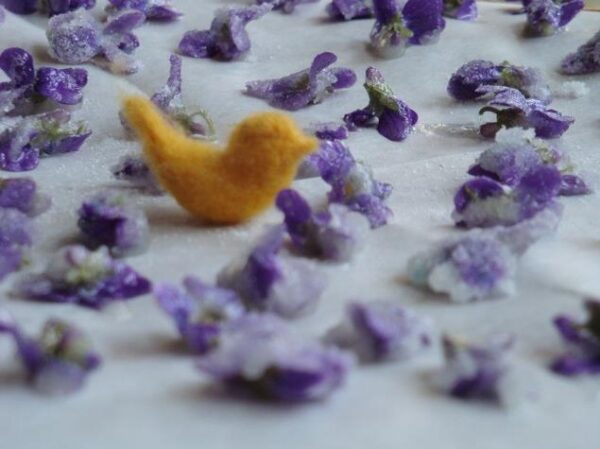Viola odorata - Wood Violet, Sweet Violet, The Czar, English Violet, Common Violet, Florist'S Violet, Garden Violet - Image 6