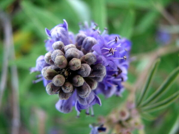Vitex agnus-castus - Tree of chaste
