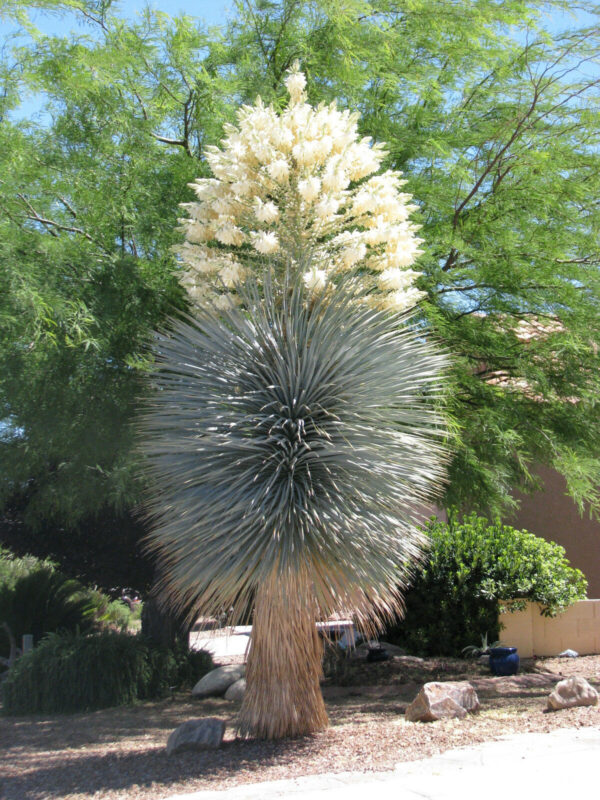 Yucca rigida - Blue Yucca