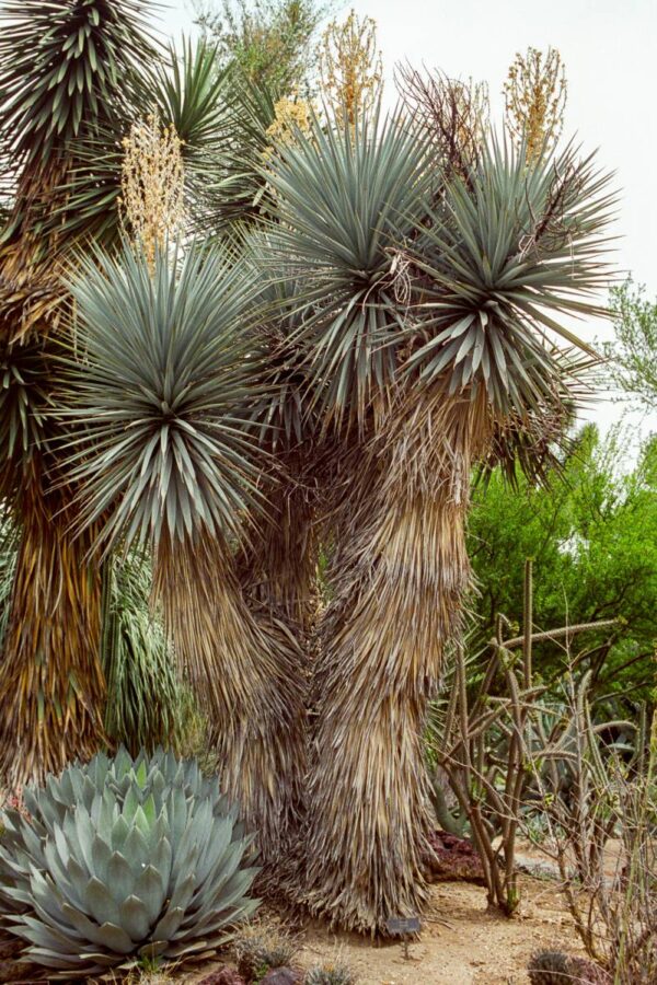 Yucca rigida - Blue Yucca - Image 7