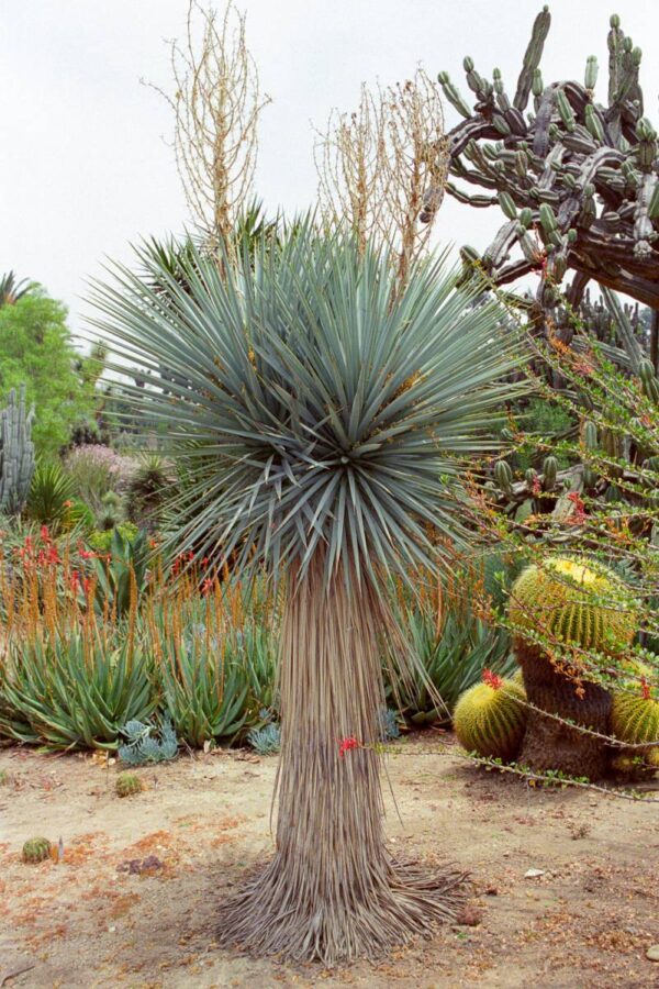 Yucca rigida - Blue Yucca - Image 9