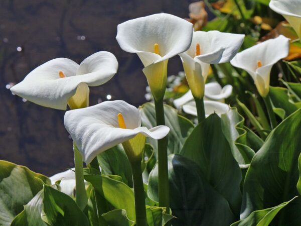 Zantedeschia aethiopica - Lily of the Nile