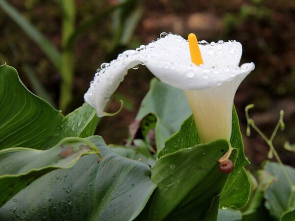 Zantedeschia aethiopica - Lily of the Nile - Image 3