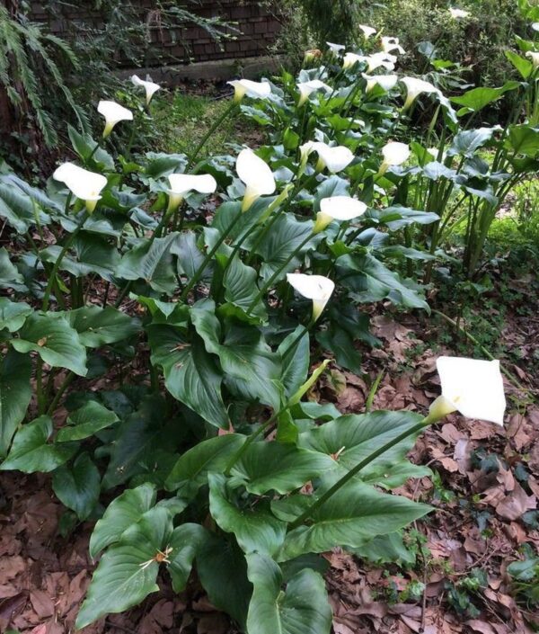Zantedeschia aethiopica - Lily of the Nile - Image 5