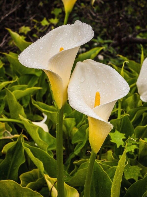 Zantedeschia aethiopica - Lily of the Nile - Image 6