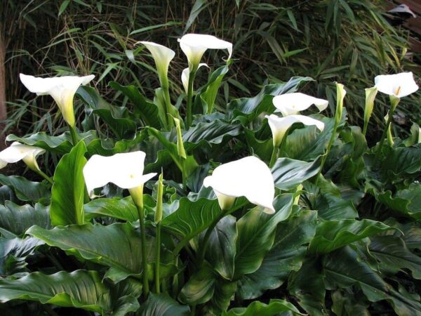 Zantedeschia aethiopica - Lily of the Nile - Image 7