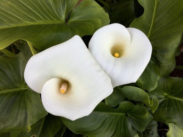 Zantedeschia aethiopica - Lily of the Nile - Image 8