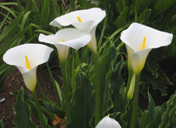 Zantedeschia aethiopica - Lily of the Nile - Image 9