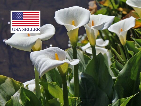 Zantedeschia aethiopica - Lily of the Nile - Image 11
