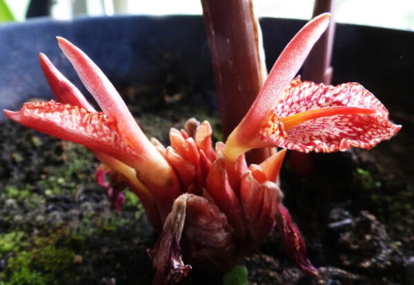 Zingiber rubens - Zingiber, Bengal Ginger, Ingefäror, Gingembre du Bengale
