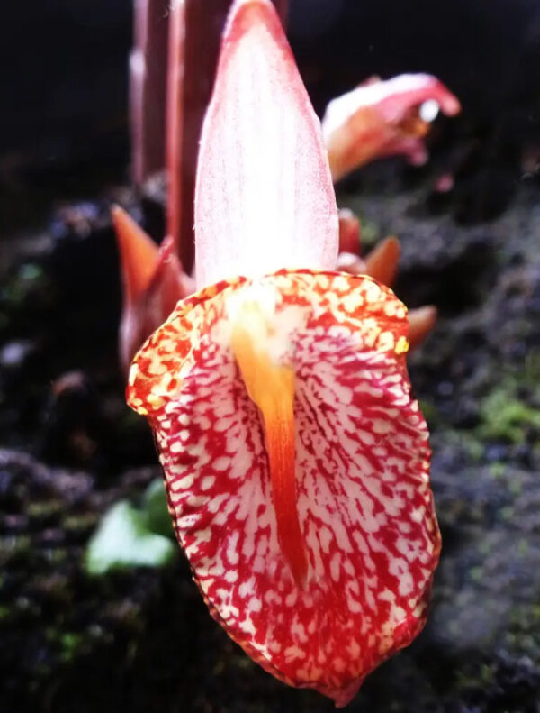 Zingiber rubens - Zingiber, Bengal Ginger, Ingefäror, Gingembre du Bengale - Image 3