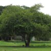Ziziphus mauritiana - Indian Jujube, Indian Plum, Chinese Apple, Indian Date, Chinese Date, Dunks - Image 2