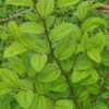 Ziziphus mauritiana - Indian Jujube, Indian Plum, Chinese Apple, Indian Date, Chinese Date, Dunks - Image 3