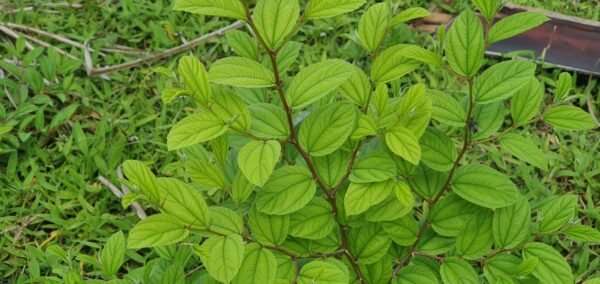 Ziziphus mauritiana - Indian Jujube, Indian Plum, Chinese Apple, Indian Date, Chinese Date, Dunks - Image 3