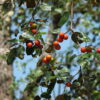 Ziziphus mauritiana - Indian Jujube, Indian Plum, Chinese Apple, Indian Date, Chinese Date, Dunks - Image 4