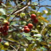Ziziphus mauritiana - Indian Jujube, Indian Plum, Chinese Apple, Indian Date, Chinese Date, Dunks - Image 5