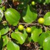 Ziziphus mauritiana - Indian Jujube, Indian Plum, Chinese Apple, Indian Date, Chinese Date, Dunks - Image 6