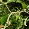 Ziziphus mauritiana - Indian Jujube, Indian Plum, Chinese Apple, Indian Date, Chinese Date, Dunks - Image 7