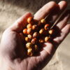 Ziziphus mauritiana - Indian Jujube, Indian Plum, Chinese Apple, Indian Date, Chinese Date, Dunks - Image 8