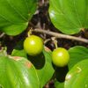 Ziziphus mauritiana - Indian Jujube, Indian Plum, Chinese Apple, Indian Date, Chinese Date, Dunks - Image 9