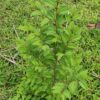 Ziziphus mauritiana - Indian Jujube, Indian Plum, Chinese Apple, Indian Date, Chinese Date, Dunks - Image 10