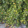 Ziziphus mauritiana - Indian Jujube, Indian Plum, Chinese Apple, Indian Date, Chinese Date, Dunks - Image 11